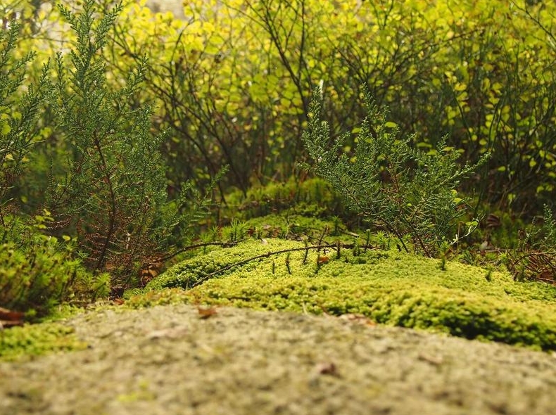 WPS下载到U盘便携使用？绿色免安装版获取方式